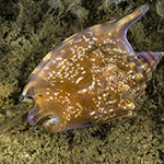 Euprotomus bulla